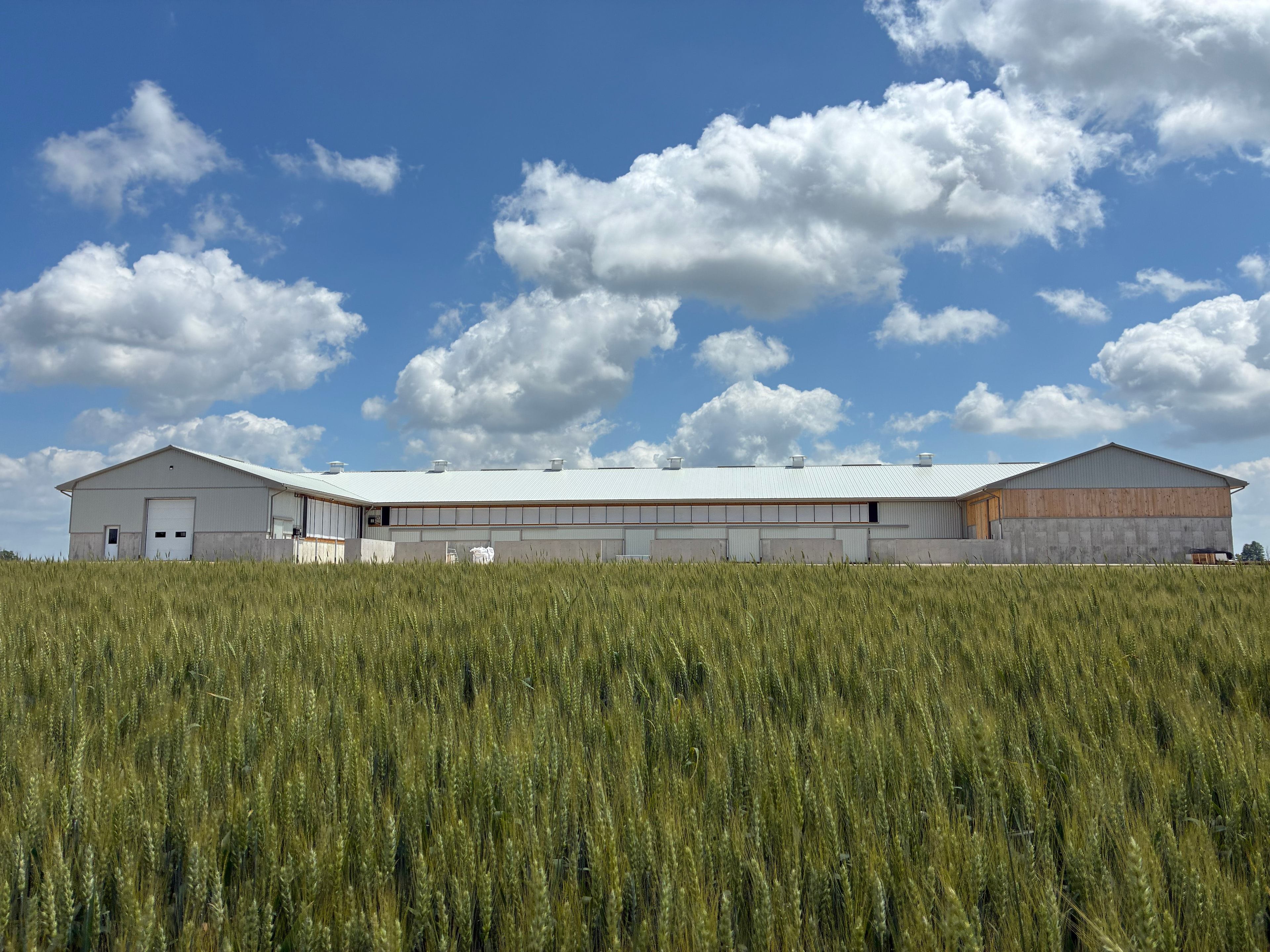 Large completed agricultural barn seen across a green wheat field under blue sky