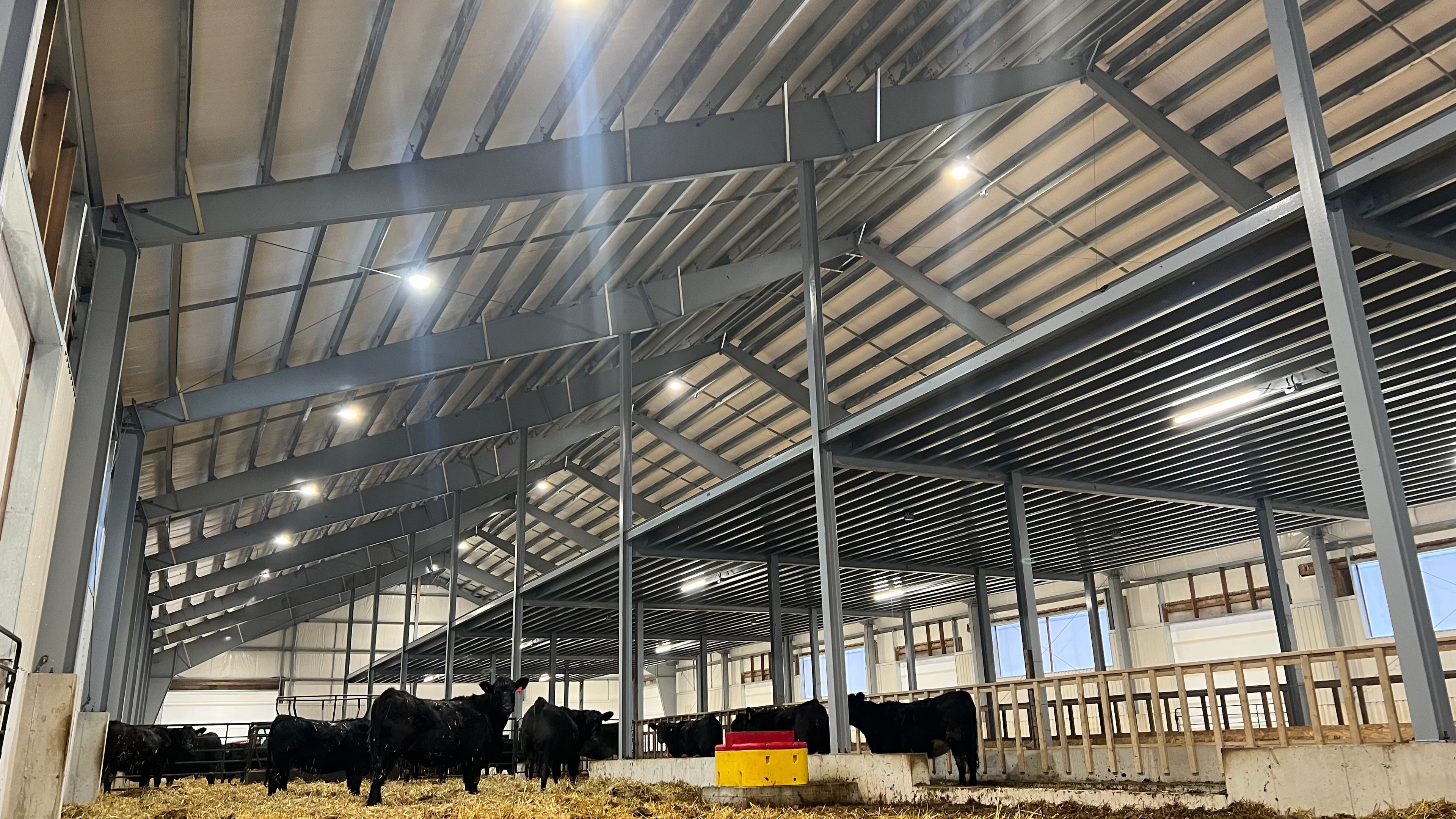 Interior of a steel-framed cattle barn with high-bay lighting and black cattle